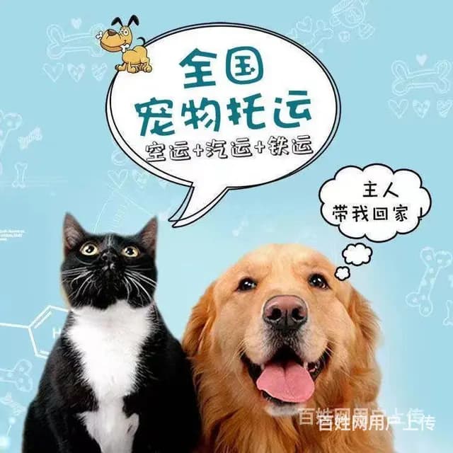 湖本地宠物托运猫狗活体邮寄运输服务 - 图片 7